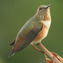 Rufous Hummingbird