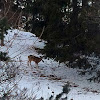 White-tailed Deer