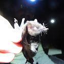Tailed Tailless Bat