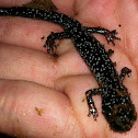 Blue spotted salamander