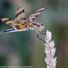 Halloween Pennant dragonfly (female)