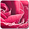 Rose Wallpapers