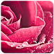 Rose Wallpapers