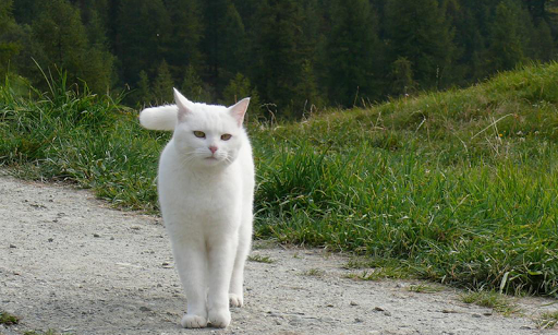 白色小貓壁紙