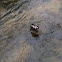 Harlequin Duck