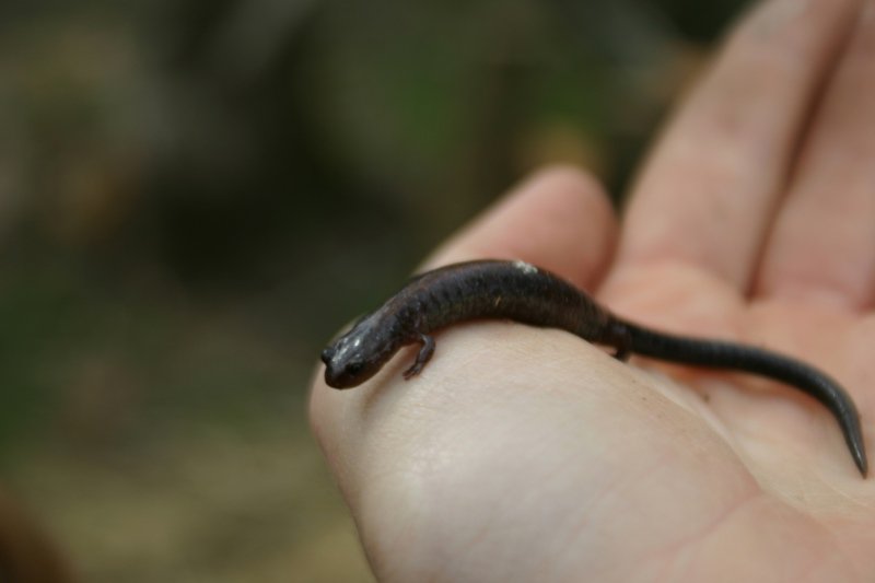 Redback Salamander