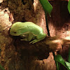 Waxy Monkey Leaf Frog