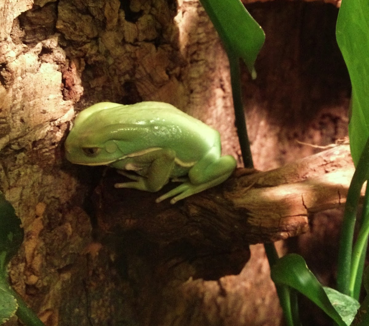 Waxy Monkey Leaf Frog
