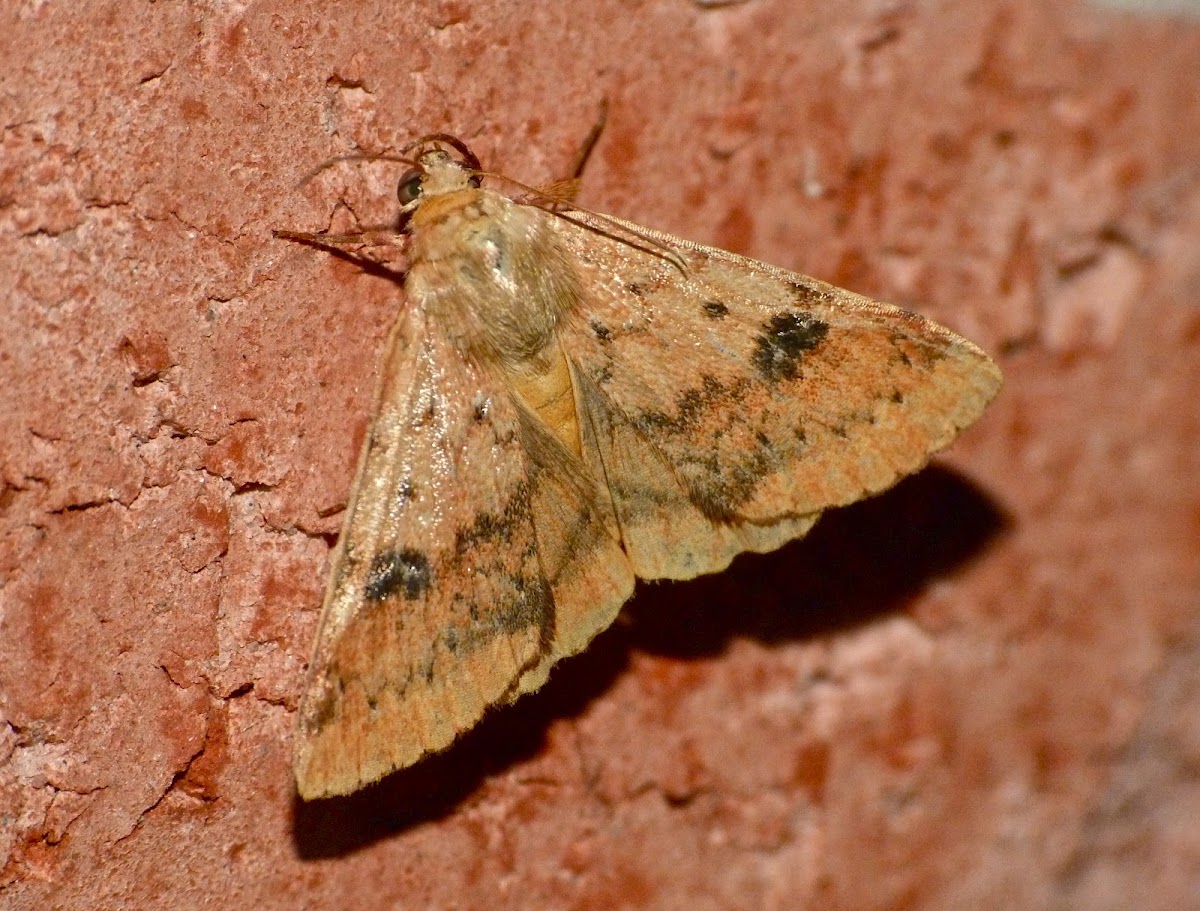 Spotted straw moth