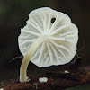 delicate white mushroom