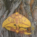 Imperial Moths (mating)