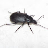 Vivid metallic ground beetle