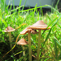 Mower's Mushroom