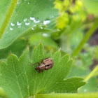 Nut Leaf Weevil