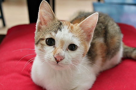 【薇琳娜花園。洋食】租書坊內用餐