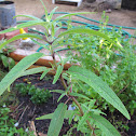 Mexican bush sage