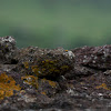 Lichen