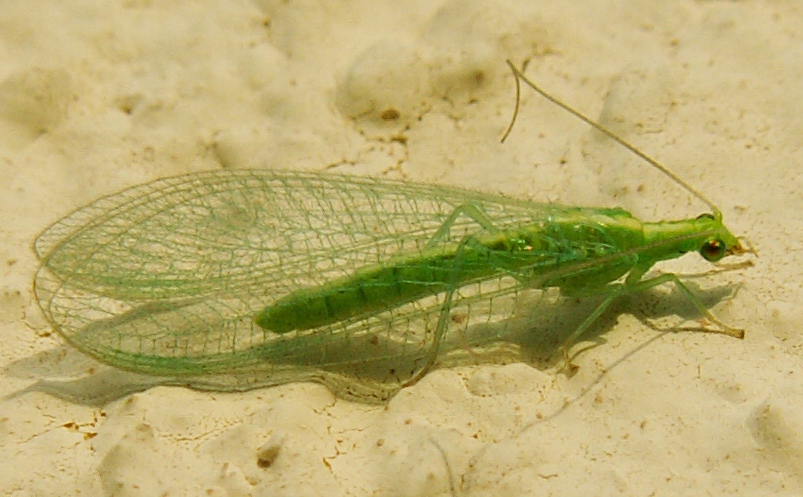 Southern European Green lacewing