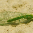 Southern European Green lacewing