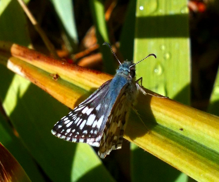 Common Checkered-Skipper