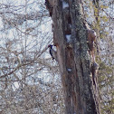 Hairy Woodpecker