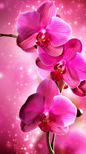 Orchid Bubbles