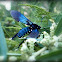 Southern Cyan Tiger Moth.