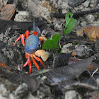Halloween crab / Moon crab / Harlequin crab