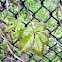 Virginia Creeper