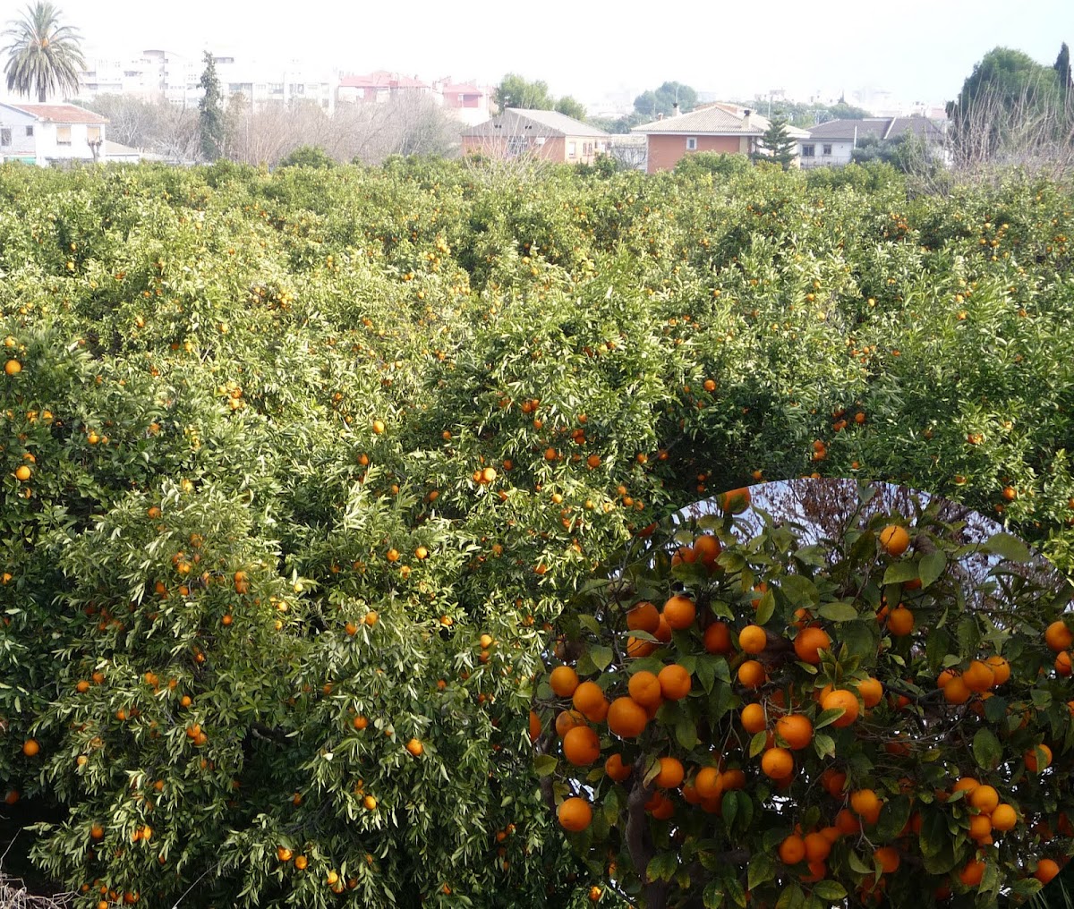 Naranjo o naranjo dulce. Huerta de Murcia