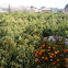 Naranjo o naranjo dulce. Huerta de Murcia