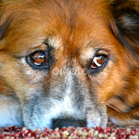 Ginger Lilly by Kathleen Koehlmoos - Novices Only Pets