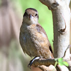 Brown Shrike