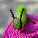 Common Evening Brown caterpillar