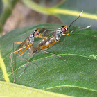 Stilt-Legged Fly (Mating)
