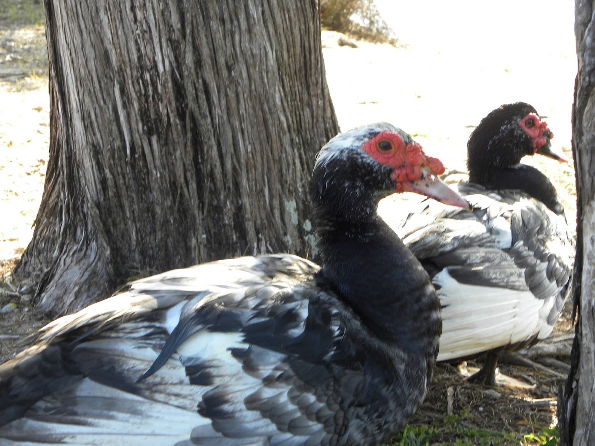 Muscovy duck