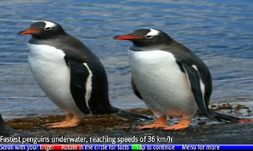 Penguins of Antarctica FREE - náhled