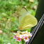 Pierid butterfly