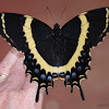 The Magnificent Swallowtail