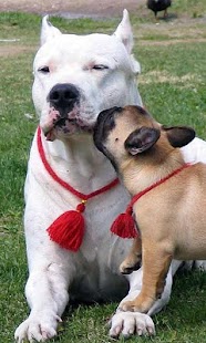 Free Download Argentine dogo Wallpapers APK