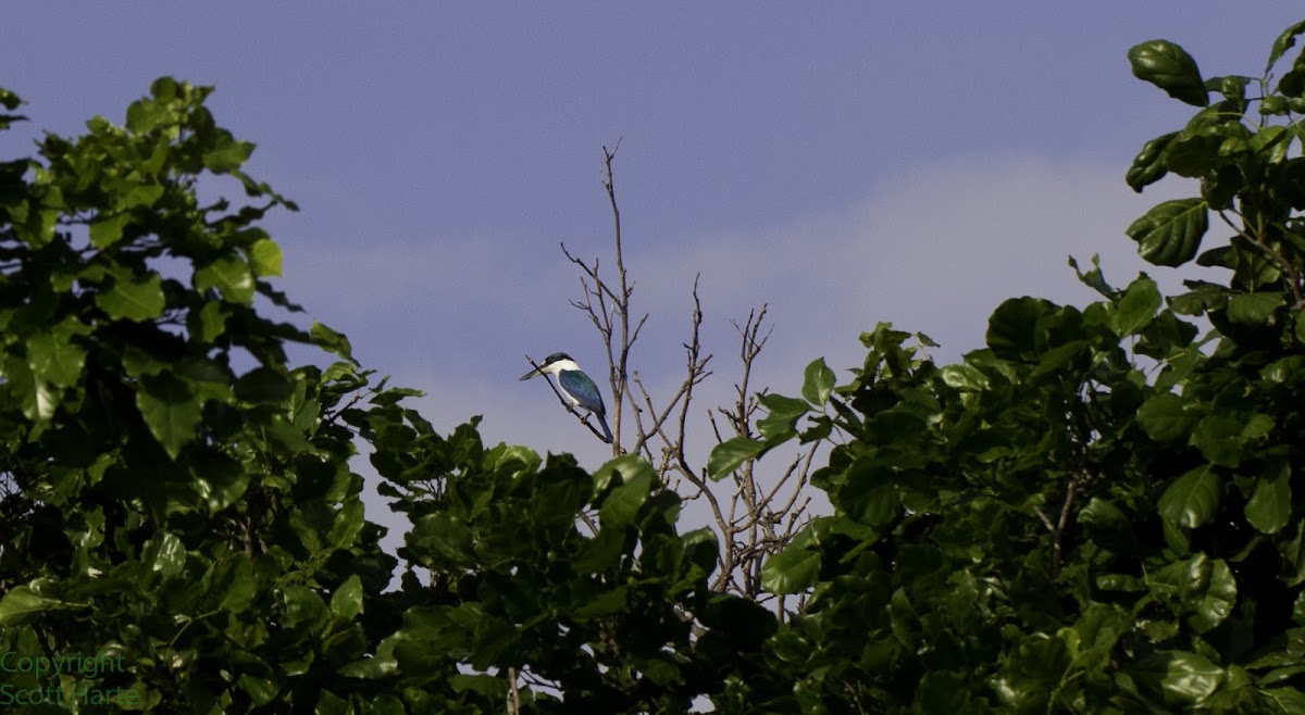 Collared Kingfisher (Mangrove Kingfisher)