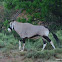 Gemsbok