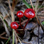 Ruby Bonnet