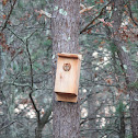 Eastern Screech Owl