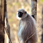 Hanuman langurs