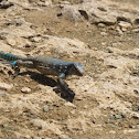 Whip-tailed Lizard