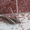 Brown bush cricket