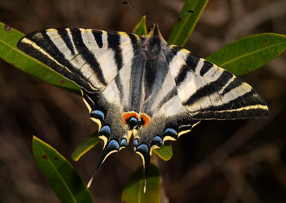 Chupaleche (Scarce Swallowtail)