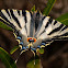 Chupaleche (Scarce Swallowtail)