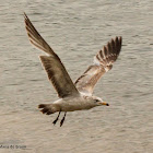Ring-billed gull, juvenile